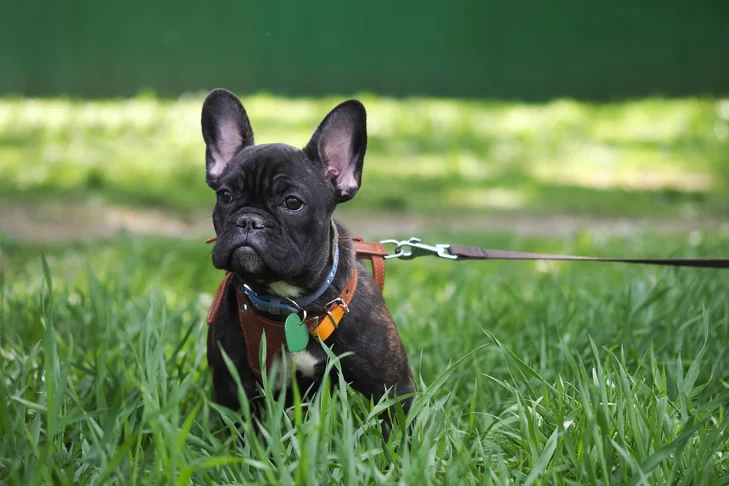 How to Train a Dog to Walk on a Leash: Expert Tips & Tricks