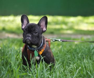 How to Train a Dog to Walk on a Leash: Expert Tips & Tricks
