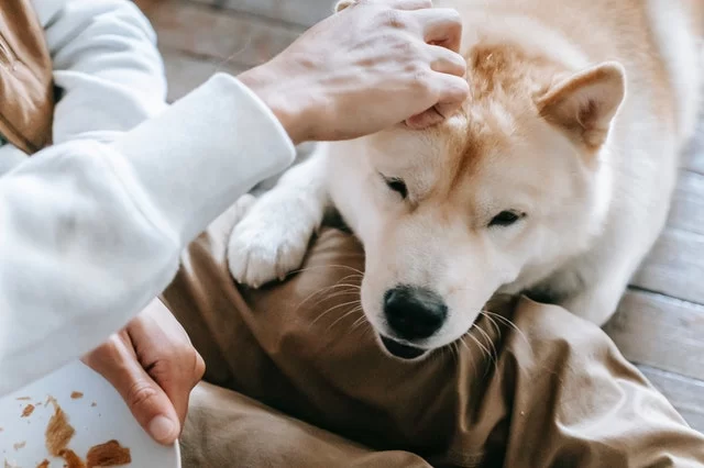 How to Stop Your Dog From Begging for Attention – Effective Strategies for a Calm Dog