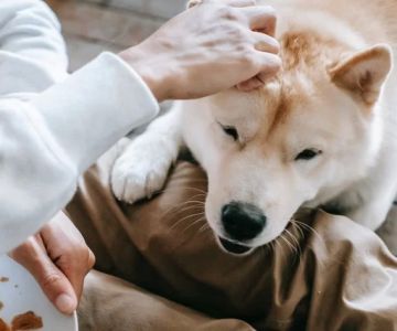How to Stop Your Dog From Begging for Attention – Effective Strategies for a Calm Dog