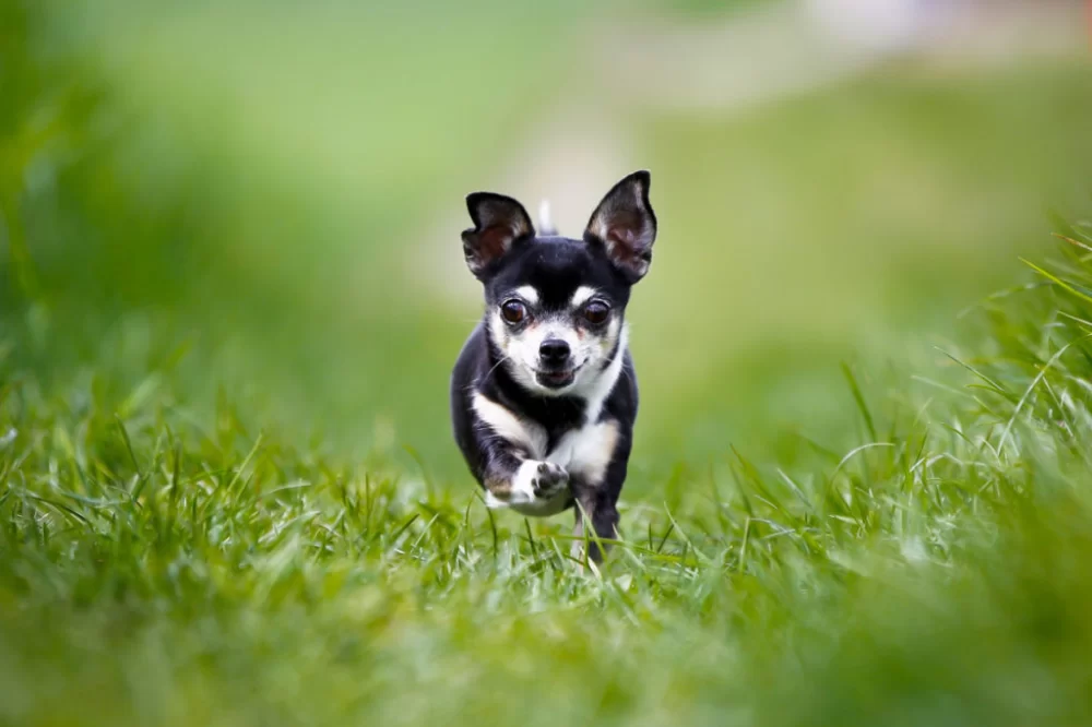How to Train Your Dog to Stop Running Out the Door: Effective Techniques and Tips