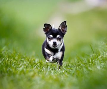 How to Train Your Dog to Stop Running Out the Door: Effective Techniques and Tips