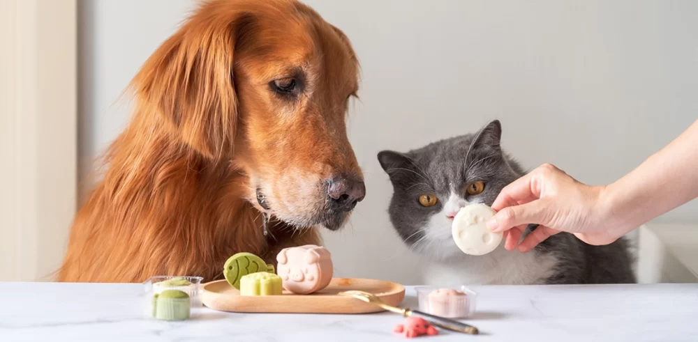 How to Address Your Pet’s Food Intolerance: Essential Tips and Solutions