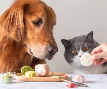 How to Address Your Pet’s Food Intolerance: Essential Tips and Solutions
