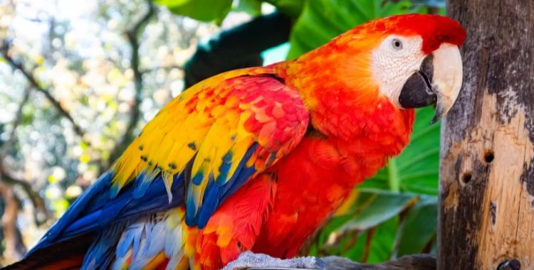 How to Make Homemade Bird Seed Mixes for Exotic Birds and Parrots for Optimal Nutrition