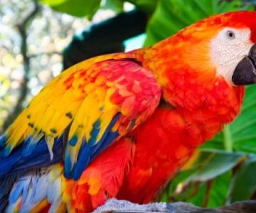 How to Make Homemade Bird Seed Mixes for Exotic Birds and Parrots for Optimal Nutrition