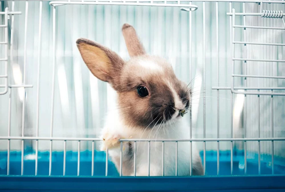 How to Clean a Rabbit Cage and Maintain Hygiene for Healthy Pets