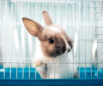 How to Clean a Rabbit Cage and Maintain Hygiene for Healthy Pets