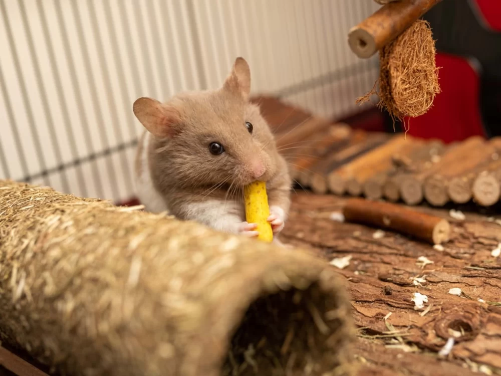 Choosing the Best Cages for Pet Rats: Practical Tips and Expert Insights