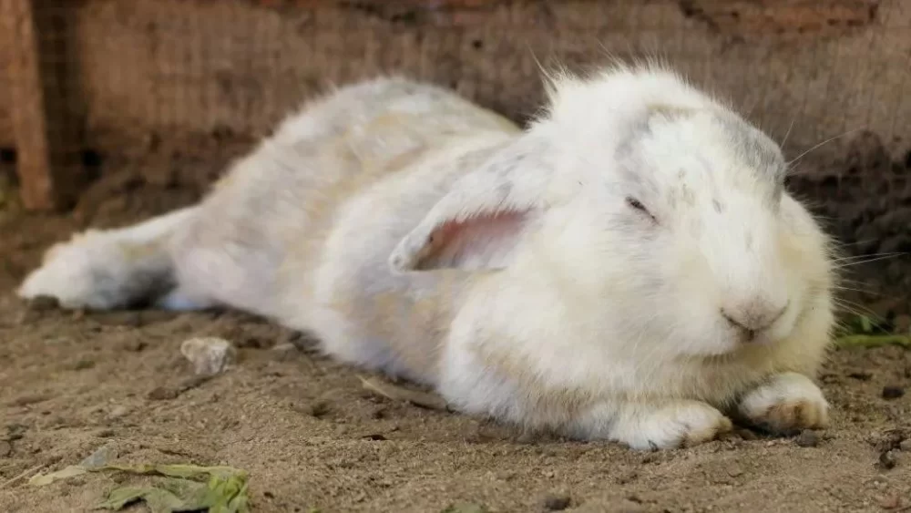 Recognizing Early Signs of Illness in Rabbits for Better Care