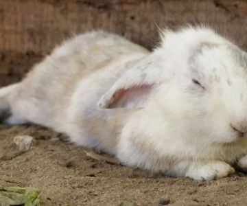 Recognizing Early Signs of Illness in Rabbits for Better Care