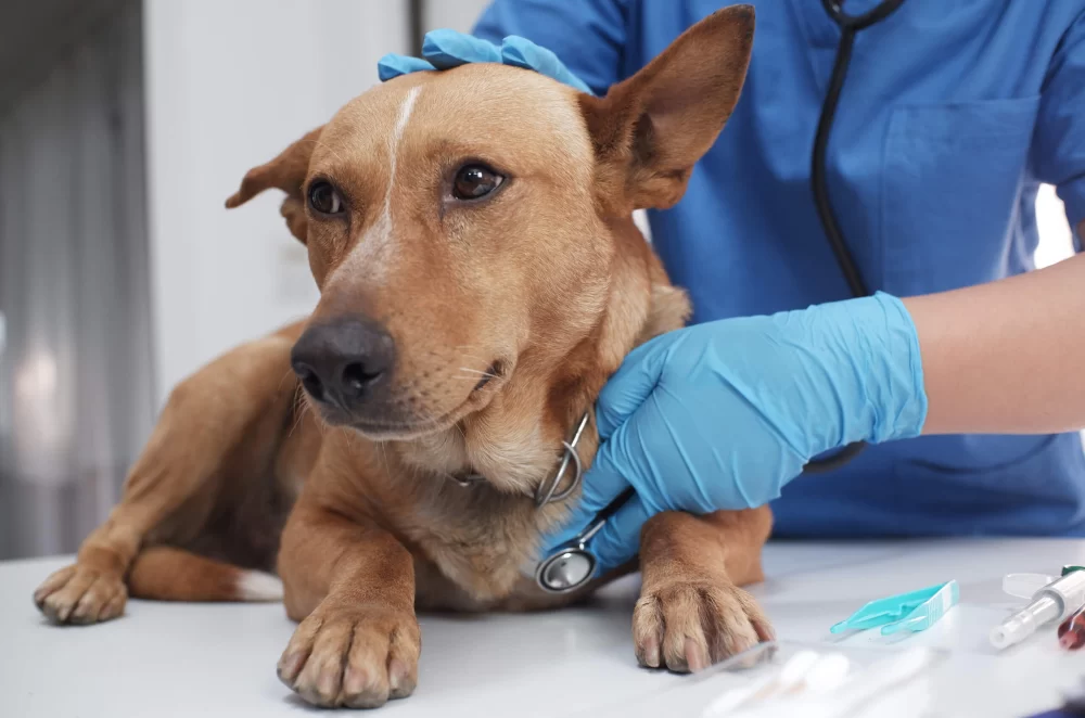 Understanding Your Pet’s Vaccination Records: A Complete Guide for Pet Owners
