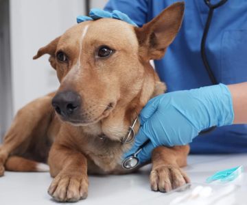 Understanding Your Pet’s Vaccination Records: A Complete Guide for Pet Owners