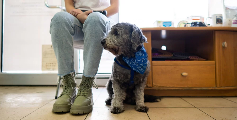 Common Pet Health Issues and Treatments: A Comprehensive Guide for Pet Owners