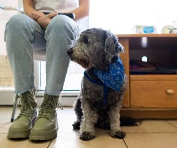 Common Pet Health Issues and Treatments: A Comprehensive Guide for Pet Owners