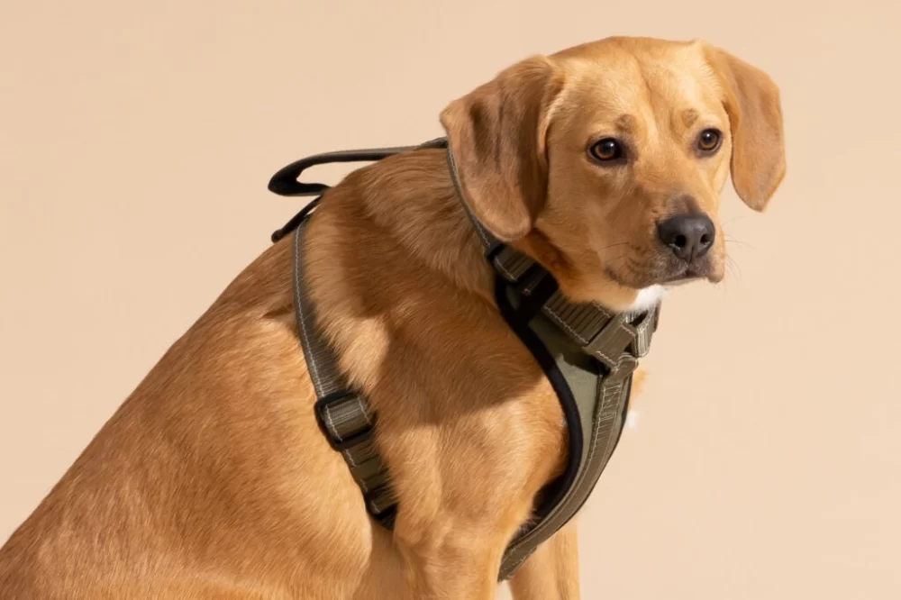 Choosing the Best Dog Harnesses for Large Breeds: Comfort, Durability, and Safety