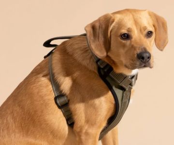 Choosing the Best Dog Harnesses for Large Breeds: Comfort, Durability, and Safety