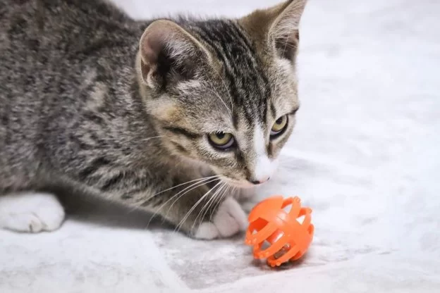 The Importance of Early Puppy and Kitten Care: A Guide to Raising Healthy Pets