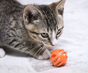 The Importance of Early Puppy and Kitten Care: A Guide to Raising Healthy Pets