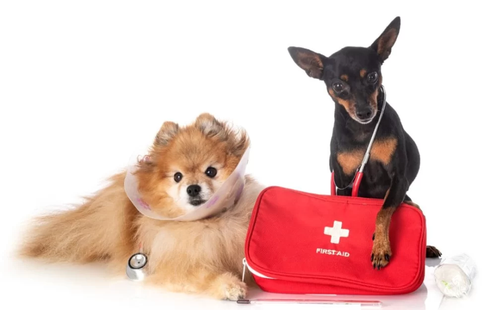 How to Care for a Pet with a Severe Injury: Essential Tips for Pet Owners