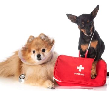 How to Care for a Pet with a Severe Injury: Essential Tips for Pet Owners
