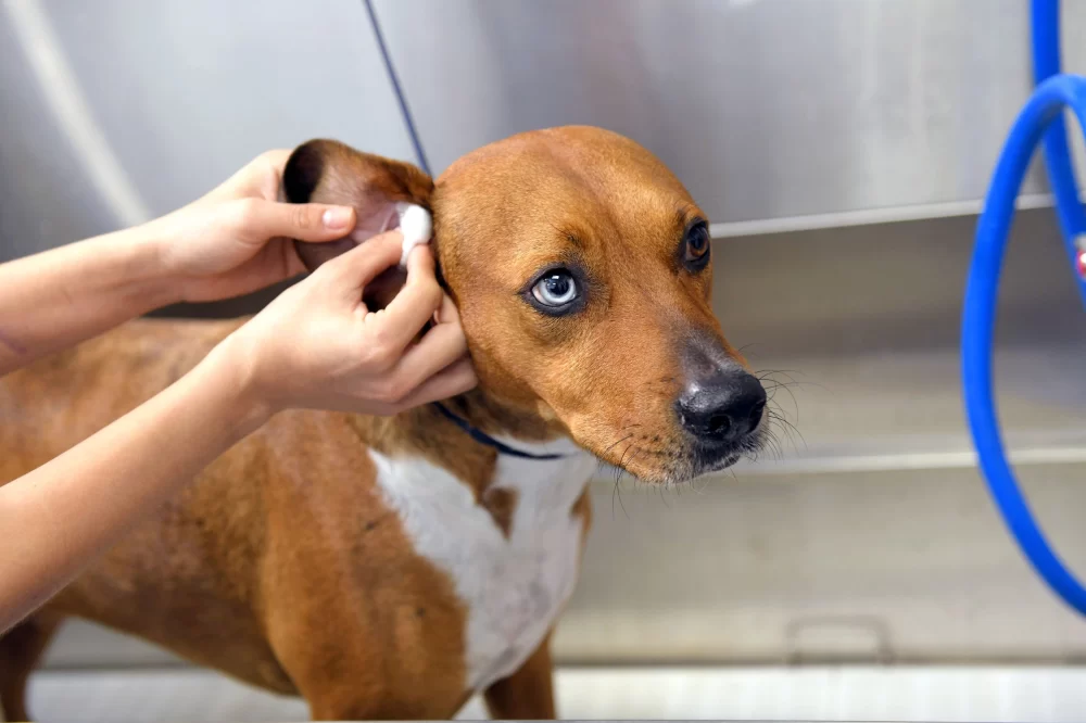 How to Keep Your Pet’s Ears Healthy: Essential Care Tips
