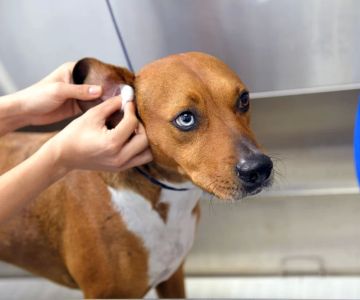How to Keep Your Pet’s Ears Healthy: Essential Care Tips