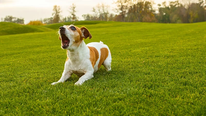 How to Stop a Dog from Barking at Strangers: Effective Tips and Techniques