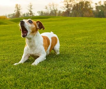 How to Stop a Dog from Barking at Strangers: Effective Tips and Techniques