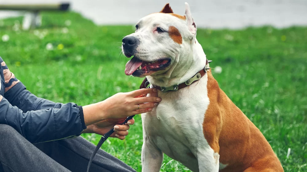 How to Stop a Dog from Being Overly Protective of You: Effective Training Tips