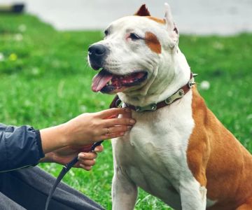 How to Stop a Dog from Being Overly Protective of You: Effective Training Tips