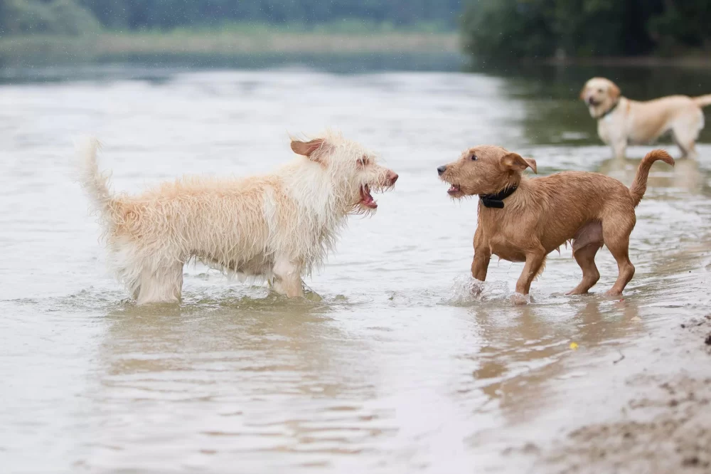 How to Train a Dog to Stop Barking at Other Dogs: Effective Strategies