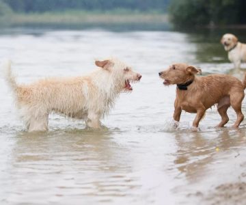 How to Train a Dog to Stop Barking at Other Dogs: Effective Strategies