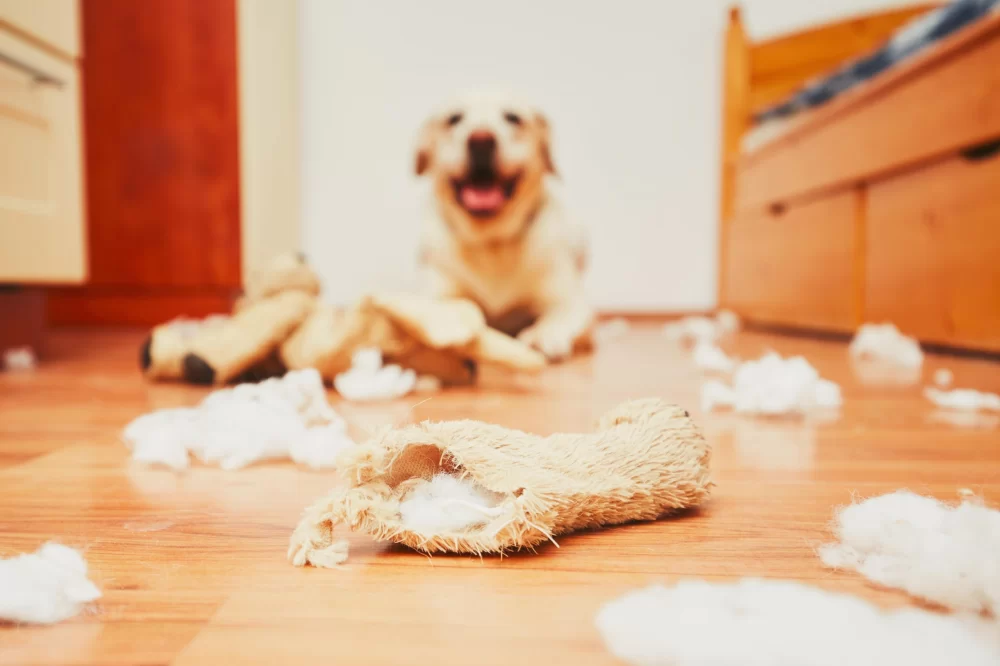 How to Stop a Dog from Being Destructive at Home: Effective Solutions