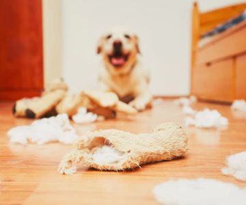 How to Stop a Dog from Being Destructive at Home: Effective Solutions