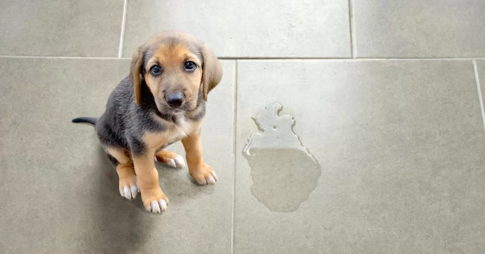 How to Stop a Dog from Marking Inside the House: Effective Training Tips