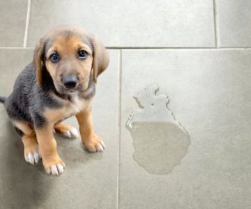 How to Stop a Dog from Marking Inside the House: Effective Training Tips