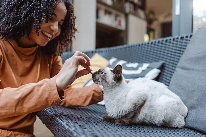Essential Pet Care Tips for New Kitten Owners: A Complete Guide