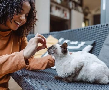 Essential Pet Care Tips for New Kitten Owners: A Complete Guide