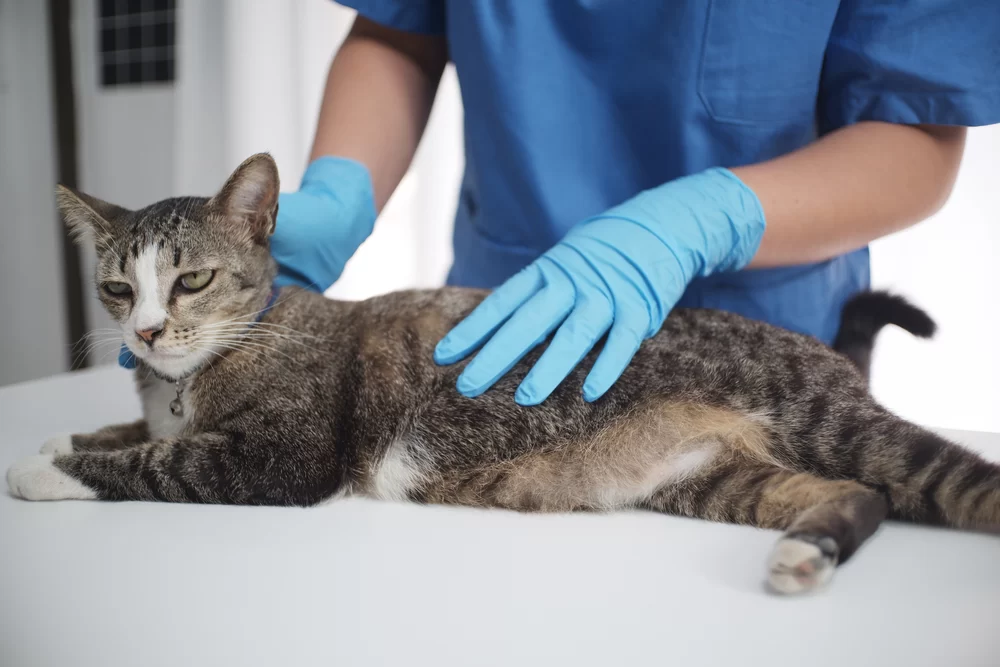 How to Help Cats with Urinary Tract Issues: A Comprehensive Guide