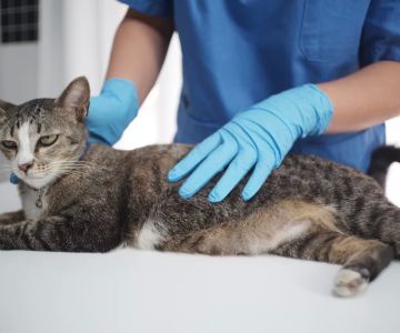 How to Help Cats with Urinary Tract Issues: A Comprehensive Guide
