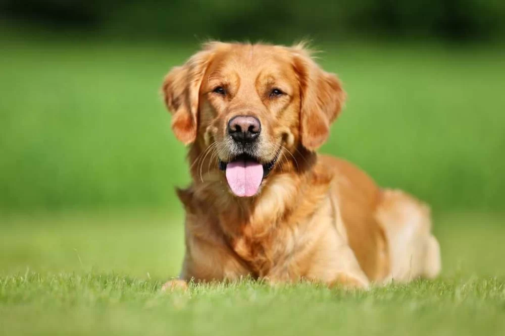 How to Treat Dog Skin Rashes at Home: Effective Home Remedies and Solutions