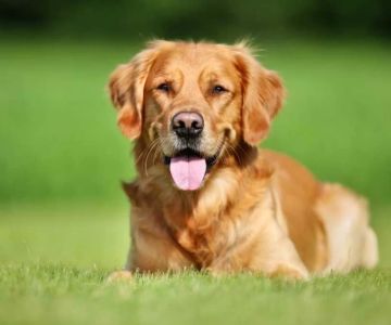 How to Treat Dog Skin Rashes at Home: Effective Home Remedies and Solutions