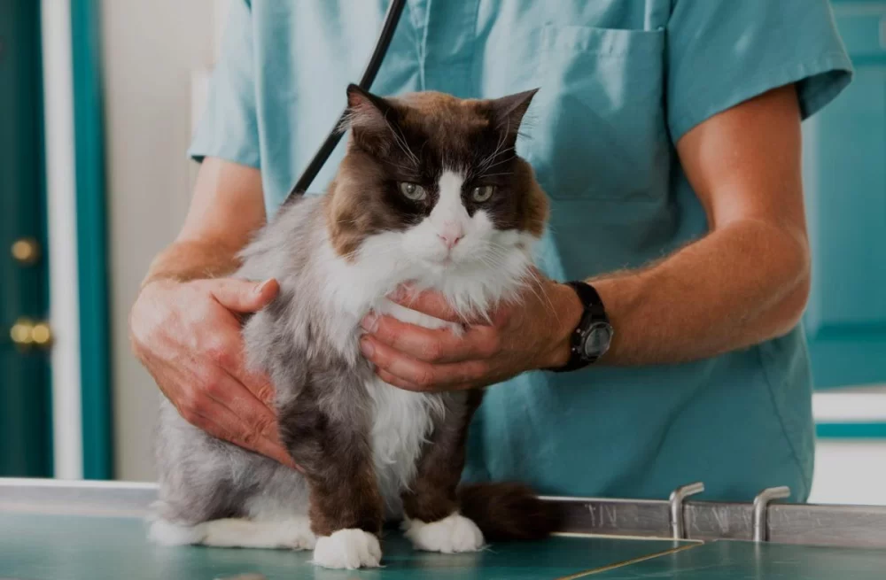 Comprehensive Veterinary Care for Pets with Heartworm: Treatment and Prevention Tips