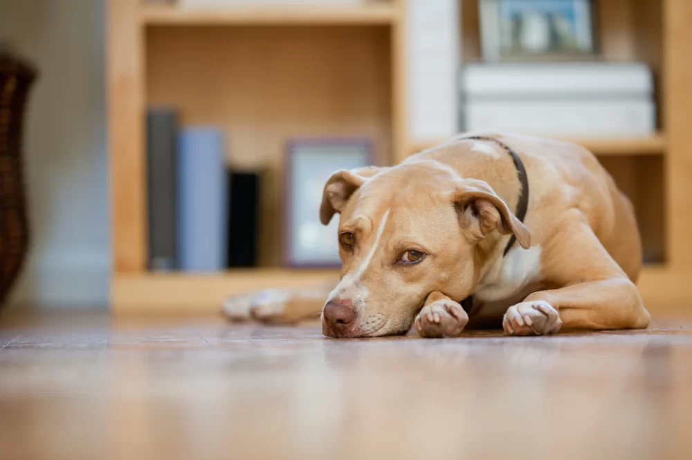 Compassionate Care Strategies for Pets with Cancer: Expert Tips and Support
