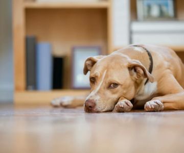 Compassionate Care Strategies for Pets with Cancer: Expert Tips and Support
