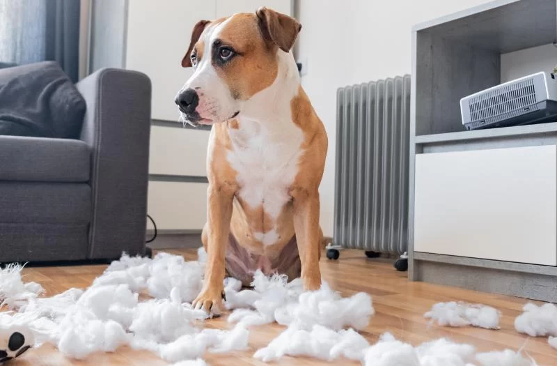 Effective Ways to Treat a Pet with Anxiety for a Happier Pet