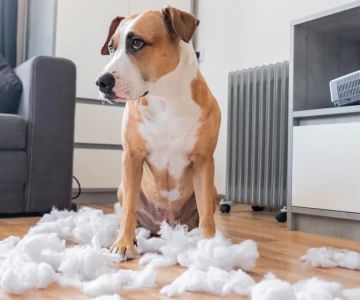 Effective Ways to Treat a Pet with Anxiety for a Happier Pet