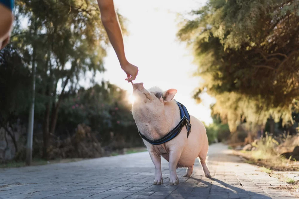 Discover Top Veterinary Clinics for Exotic Pets: Expert Care for Your Unique Companions