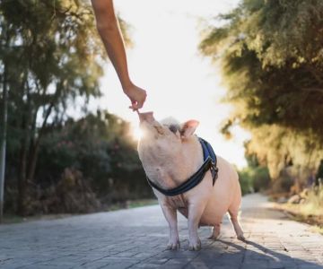 Discover Top Veterinary Clinics for Exotic Pets: Expert Care for Your Unique Companions